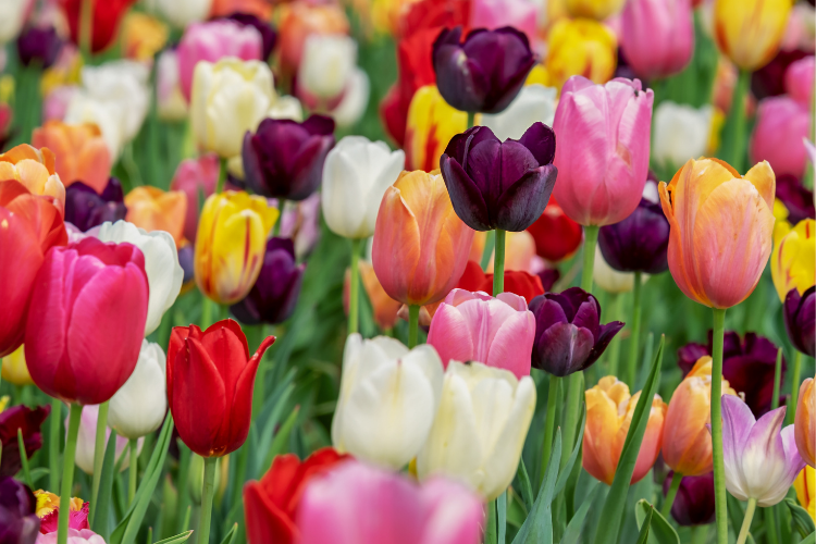 Spring Festivals & Events - Explore Ohio - Cutler Real Estate